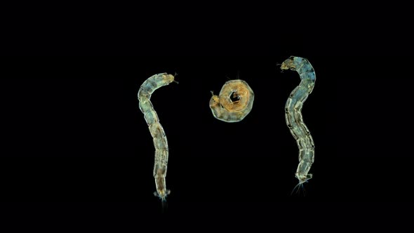 Insecta Midge Larva Chironomidae Under the Microscope Order Diptera alt