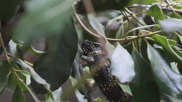 Chameleon Sitting on a Branch in a Green Forest Zanzibar alt