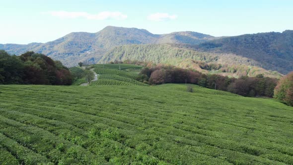 Over Tea Plantations