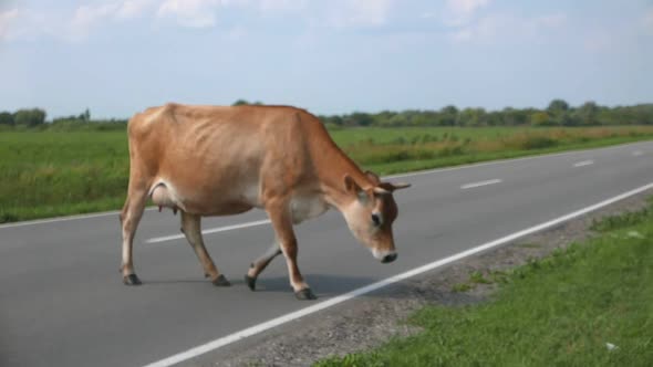 Orange Cow on the Road Near the Farm