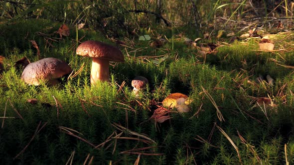 Boletus Edulis Mushroom Picked When Picking Mushrooms