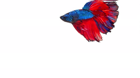 Siamese fighting fish (Betta splendens) alt