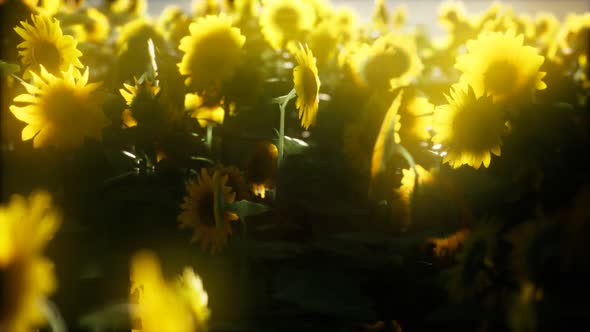 Sunflower Field on a Warm Summer Evening alt