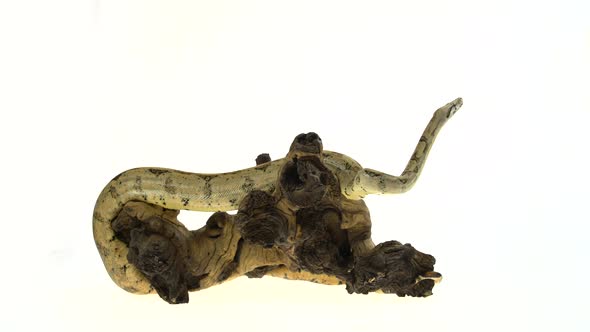 Columbian Boa or Boa Constrictor Imperator on Wooden Snag Isolated in White alt