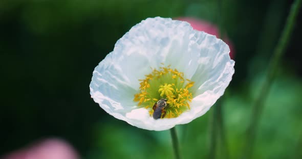 Honey Bee Gathering Pollen in a Flower