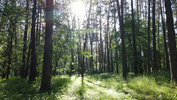 Beautiful Green Forest on a Summer Day Slow Motion alt