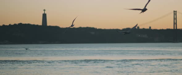Seagulls flying over a european city harbor at sunset. alt