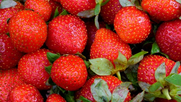 Bio Fresh Strawberries Spinning