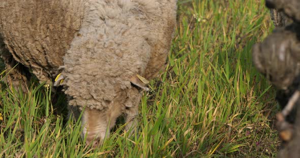 Domestic sheeps ( merinos d Arles), grazing in the vineyards, Occitanie, France alt