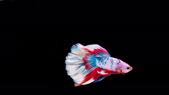 Siamese fighting fish (Betta splendens) alt