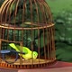 Domestic Green canary in a cage 4K - VideoHive Item for Sale