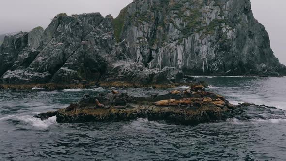 Close Up of Adorable Fur Seal Rookery, Aerial View Shoting From Above with Drone or Quadcopter alt