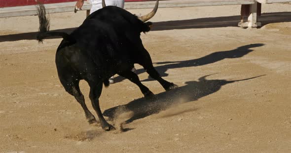 French-style bloodless bullfighting, in Saintes-Maries de la Mer, Camargue, France alt