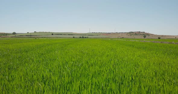 Drone Shot with Ascending Top View of Green Paddy Field on Agricultural Land and Irrigation Channel alt