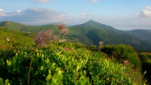 Amazing Landscape with Magic Flowers