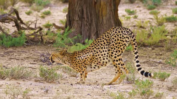 Male Cheetah Crouched Down To Drink Water From A Puddle Of Rain On The Field In South Africa. - wide alt