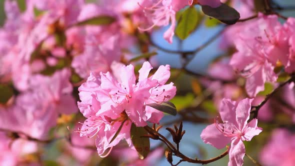 Pink Azalea Flowers Blossom In The Springtime 2
