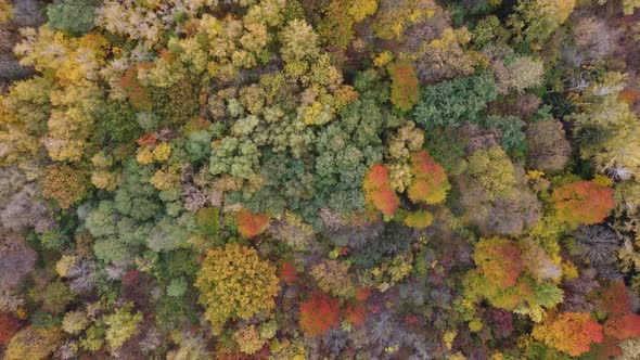 Autumn Nature Forest Landscape