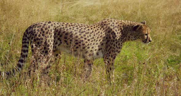Large Cheetah Walking at Vast Grass Plain and Looking for Enemies and Prey