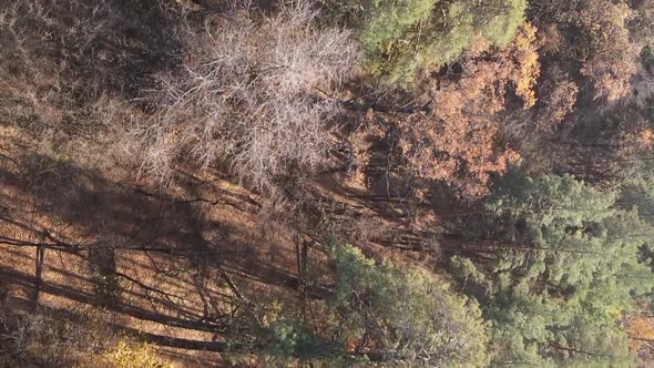 Vertical Video of an Autumn Forest During the Day in Ukraine alt