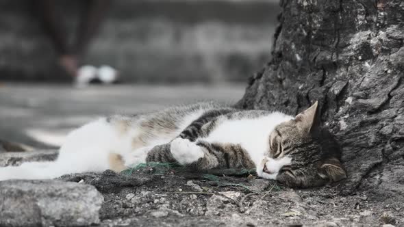 Hungry Homeless Cat Lies and Sleep on the Street in Africa Stone Town Zanzibar alt