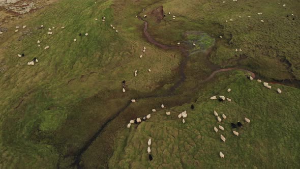 Sheep Grazing in Iceland