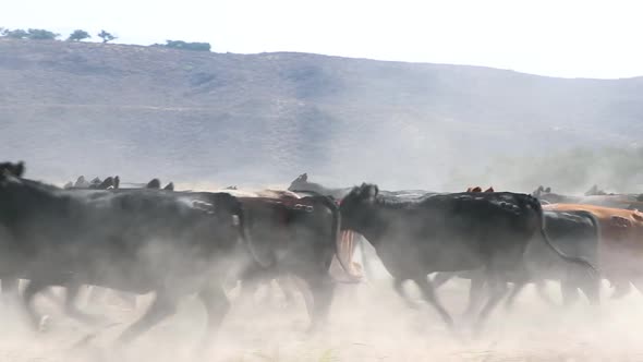 Herd of black Angus cattle running with grass in the foreground to emphasize speed alt