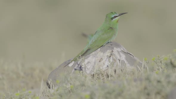 Green Bird Sitting on a Rock