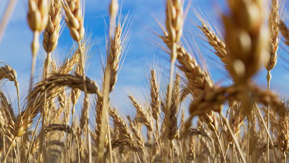 Animation of ripe ears of grain. Ears of wheat are gently moving in the wind.