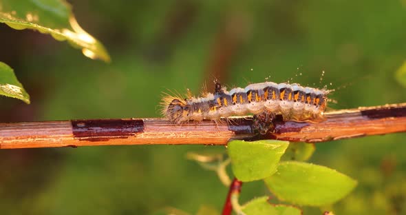 Yellow Tail Moth Euproctis Similis Caterpillar Goldtail or Swan Moth Sphrageidus Similis alt