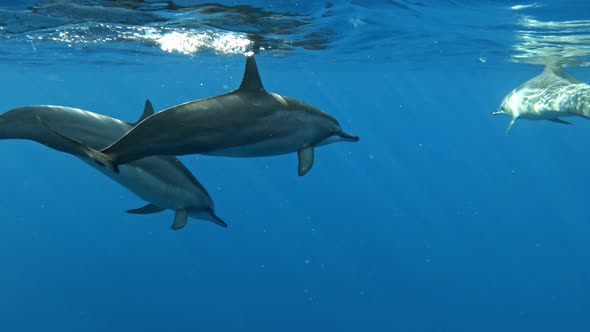 A Dolphin pod swimming calmly in serene bright blue ocean waters. Close up. alt