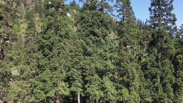 Dense Forest In Alpine Meadows At Sar Pass Trek In Himachal Pradesh India