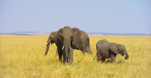 Family of elephants in the savanna alt