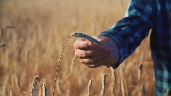 The farmer's hand touches the ear. The farmer inspects a field of ripe wheat.