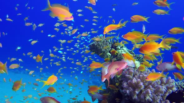 Underwater Tropical Seascape, Stock Footage | VideoHive