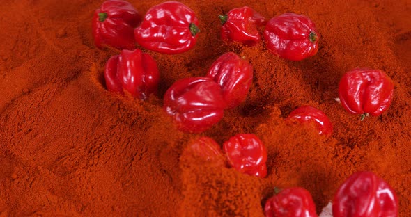 Hot Chili Pepper habanero, capsicum chinense , falling on Powder of Chili Pepper, Slow Motion 4K alt