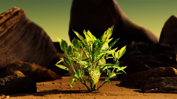 Green Plant at Sand Beach alt