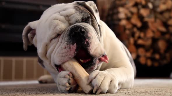 Bulldog Enjoying His Bone alt