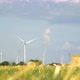Green Wheat Field in Motion with Wind Turbines in the Background - VideoHive Item for Sale