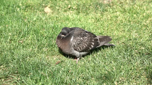 Lonely dove enjoying a sunny day on the grass alt