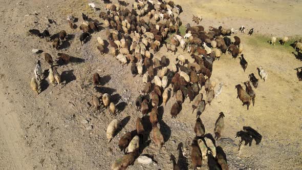 aerial sheep drone alt