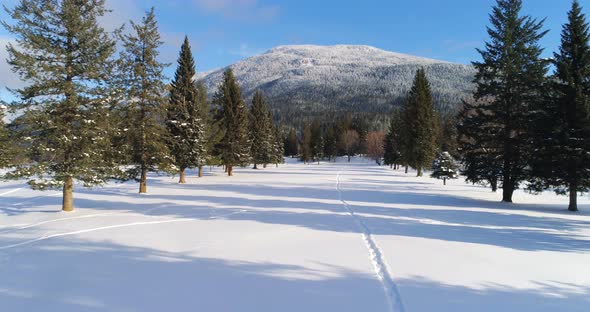 Coniferous forest at foot of mountain 4k alt