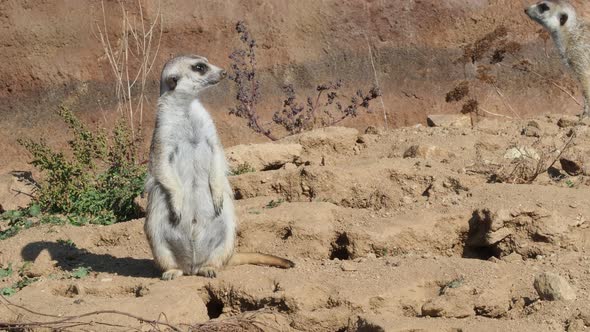 Suricata standing on a guard. Curious meerkat (Suricata suricatta).