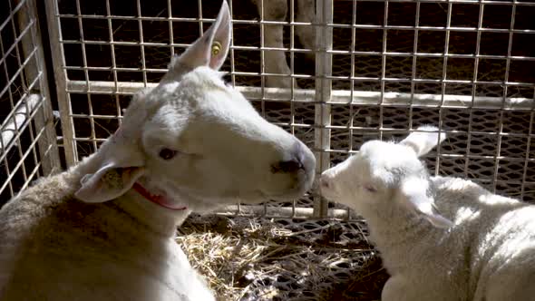 White sheep with red collar and white lamb lying inside alt