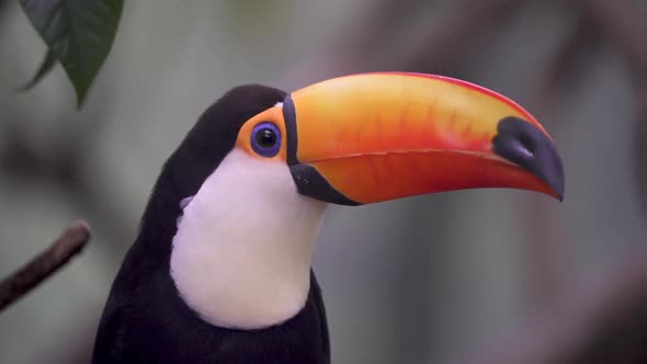 Handheld close up of a toco toucan looking around in rainforest vegetation. Slow motion. alt