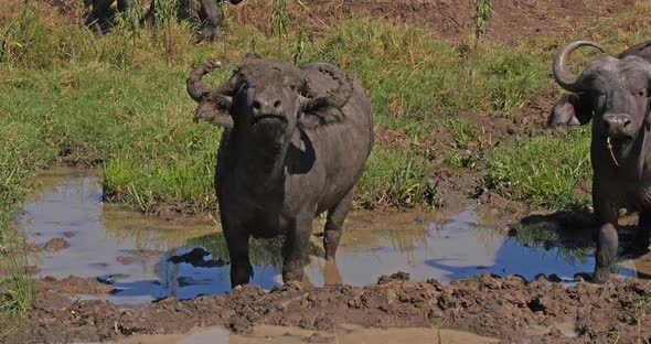 African Buffalo, syncerus caffer, having mud bath, Nairobi Park in Kenya, Real Time 4K alt