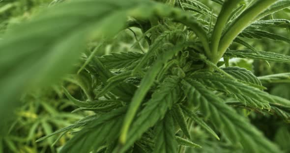 Close up on textile hemp plant in a field alt