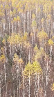 Vertical Video of Trees in the Forest Slow Motion alt