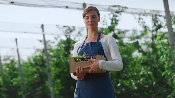 Gardener Holding Berry Box Enjoying Work in Peaceful Organic Garden Concept alt