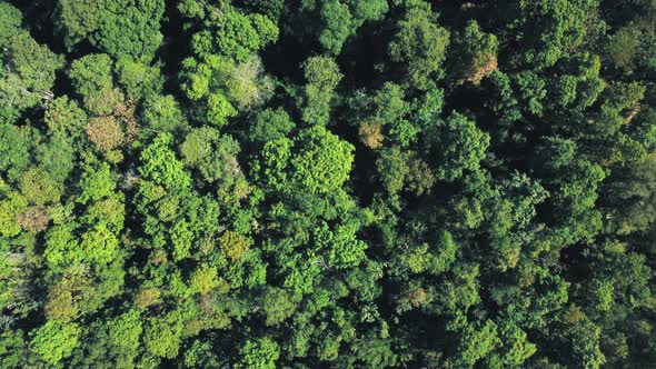 Establishing aerial top view shot of beautiful green forest in a rural landscape.